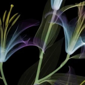 Trendyol siyah zemin neon turkuaz şeffaf zambak çiçekli duvar posteri bursa ve Hepsiburada modern ışıklı illüzyon botanik duvar kağıdı modelleri