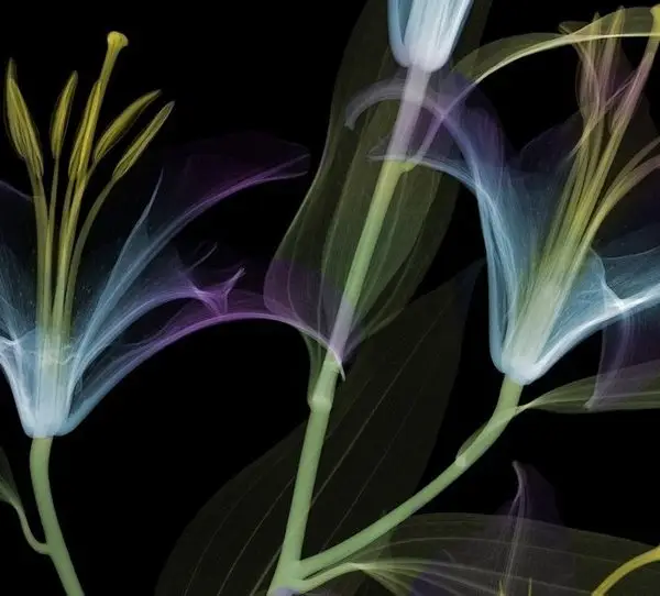 Çiçek Desenli Duvar Kağıdı-ckd-145