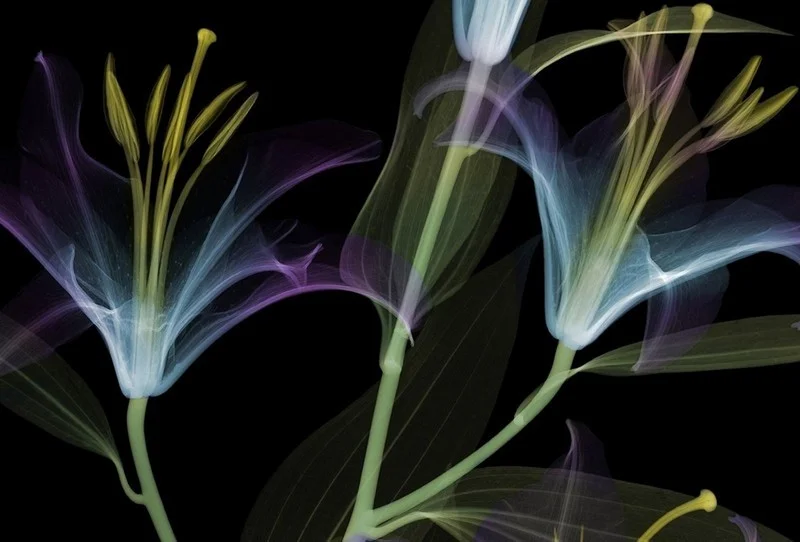 Trendyol siyah zemin neon turkuaz şeffaf zambak çiçekli duvar posteri bursa ve Hepsiburada modern ışıklı illüzyon botanik duvar kağıdı modelleri